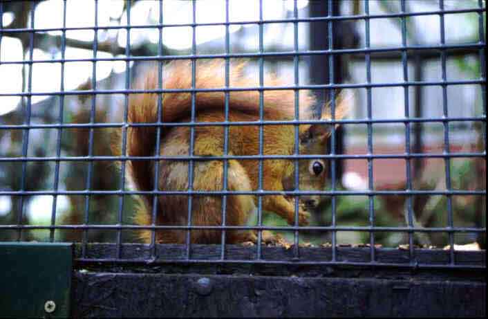 Red Squirrel at the Owl Centre