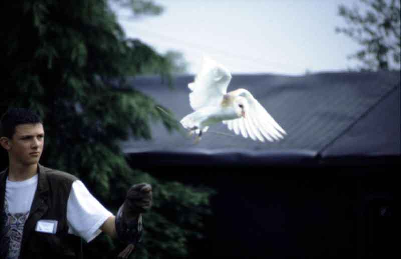 Barn Owl in the flying display