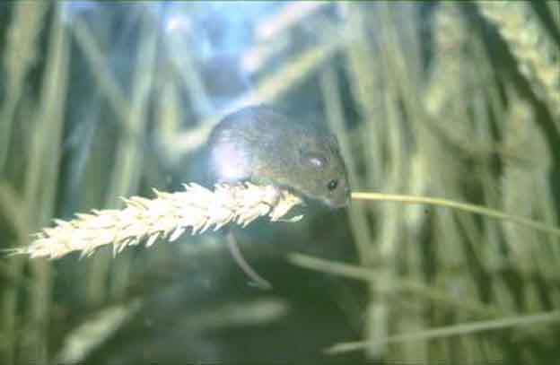 Obliging harvest mouse poses for me right in front of the glass.