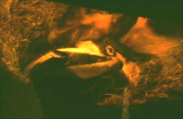 Badgers in their sett.  Viewed from a window in a dark room I didn't want to use flash
this was a hand-held 5 sec exposure.