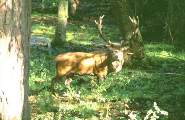 Monarch of the ... New Forest