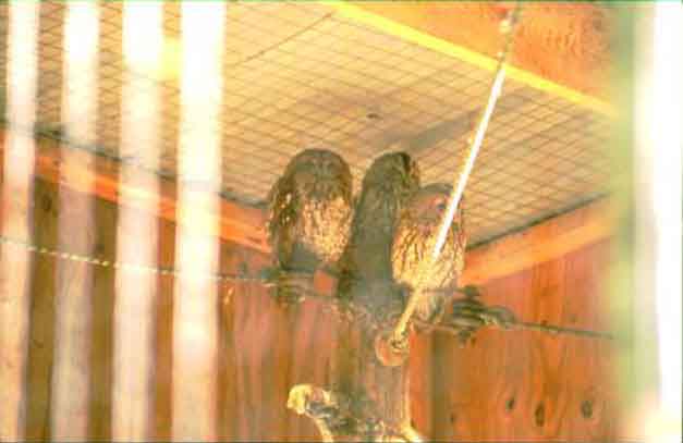 Tawny owls for the Navigator