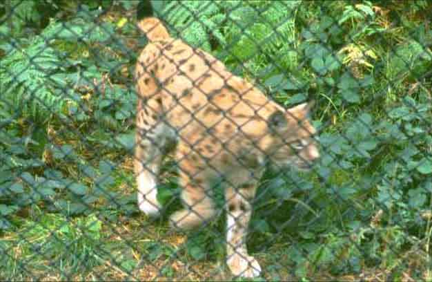 Lynx hungry for his lunch of whole chicken ...