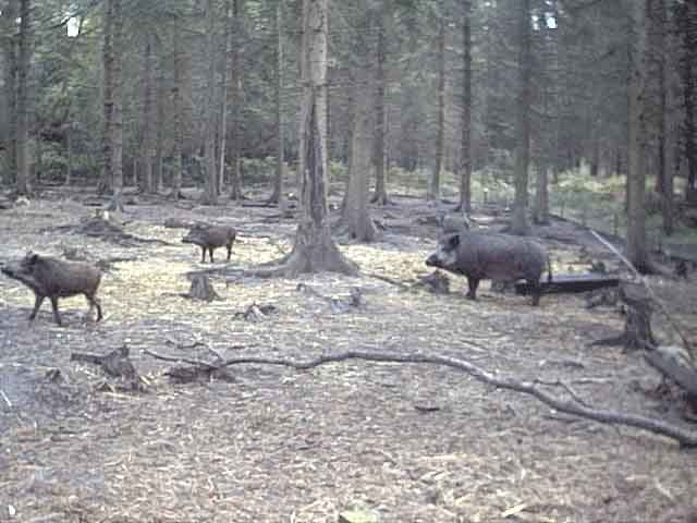 Wild boar family