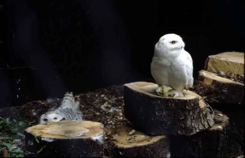 Breakfast-time at the owl sanctuary (dead chicks!)