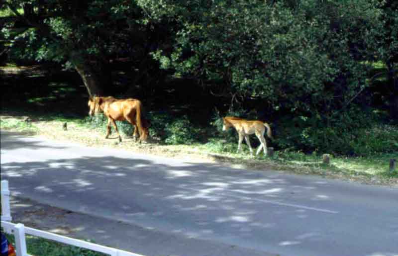 Pony and foal outside hotel bedroom window
