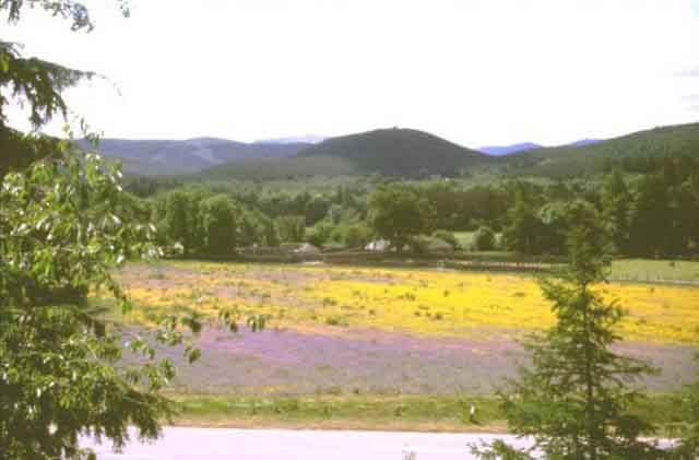 Wild-flower meadow from Crathie Church
Balmoral